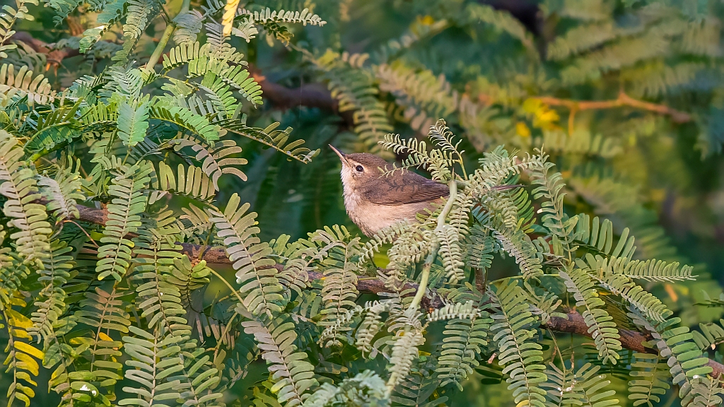 Booted Warbler